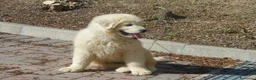 Pastore Maremmano cani in vendita: cuccioli di pastore Abruzzese  - Annuncio 3