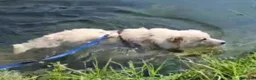 Meticcio cani in regalo: Fiore 2anni a catena,da 3in rifugioSOS GIARDINO.NO - Annuncio 4