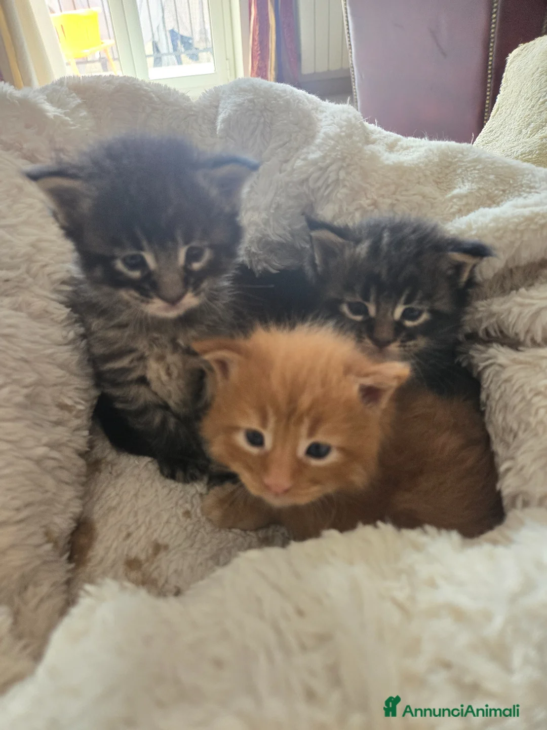 Maine Coon gatti in vendita: Stupendi Gattini Maine Coon  - Annuncio 2