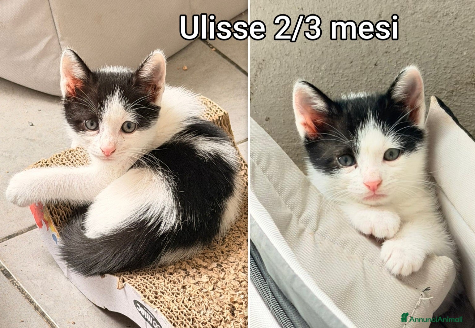 Altre razze gatti GATTINI BISOGNOSI: URGENTI ADOZIONI  - Annuncio 4
