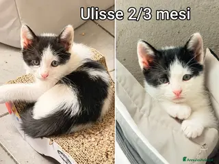 Altre razze gatti GATTINI BISOGNOSI: URGENTI ADOZIONI - Annuncio 5