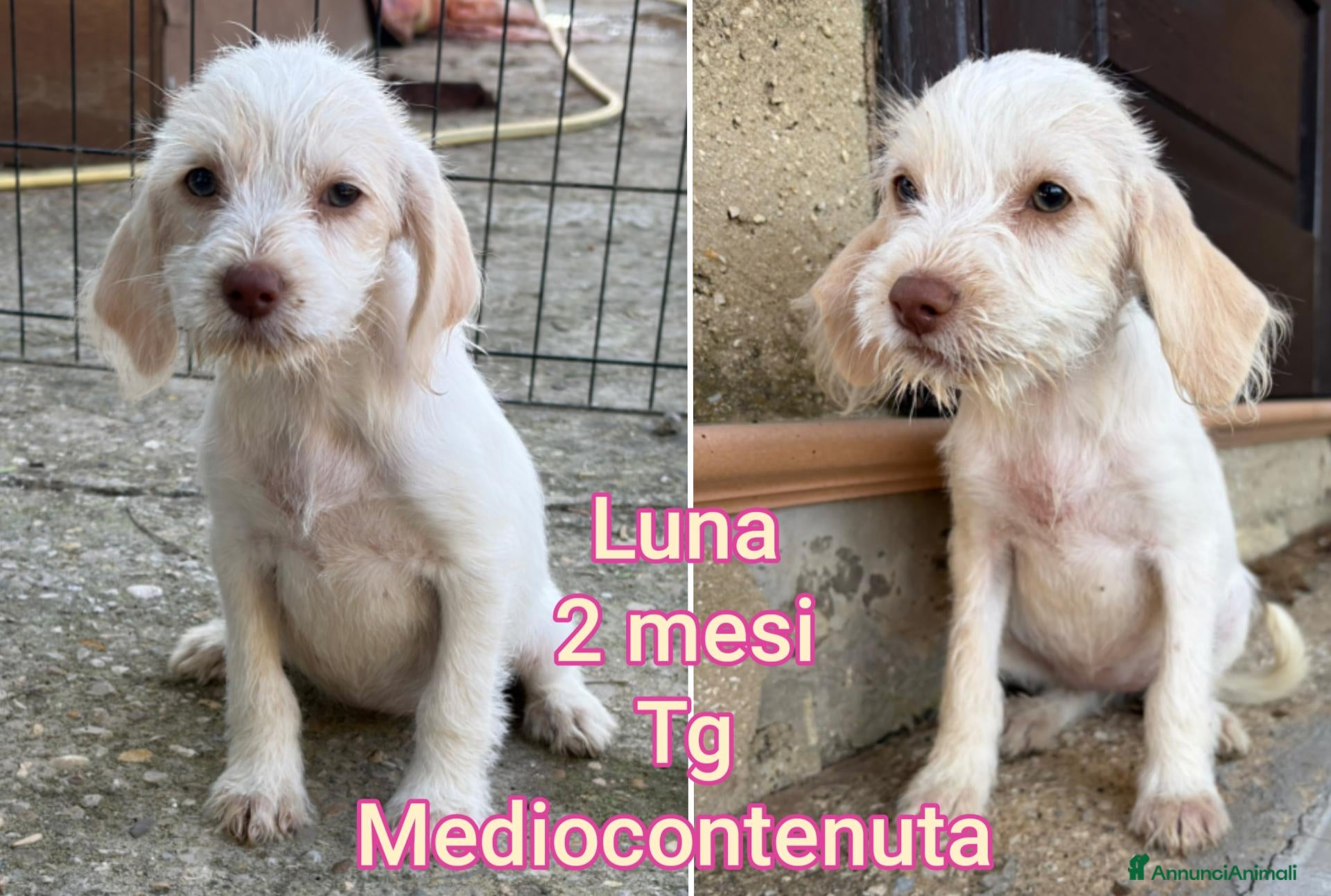 Meticcio cani CUCCIOLI SOLI ED ESCLUSI  - Annuncio 33