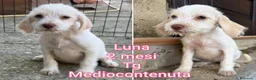 Meticcio cani in regalo: CUCCIOLI SOLI ED ESCLUSI  a Città Metropolitana di Genova - Annuncio 1