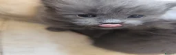 Altre razze gatti in vendita: Gattini Nebelung  - Annuncio 7