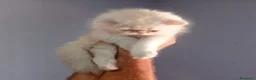 Persiano gatti in vendita: Ultimo cucciolo maschio di Persiano  - Annuncio 3
