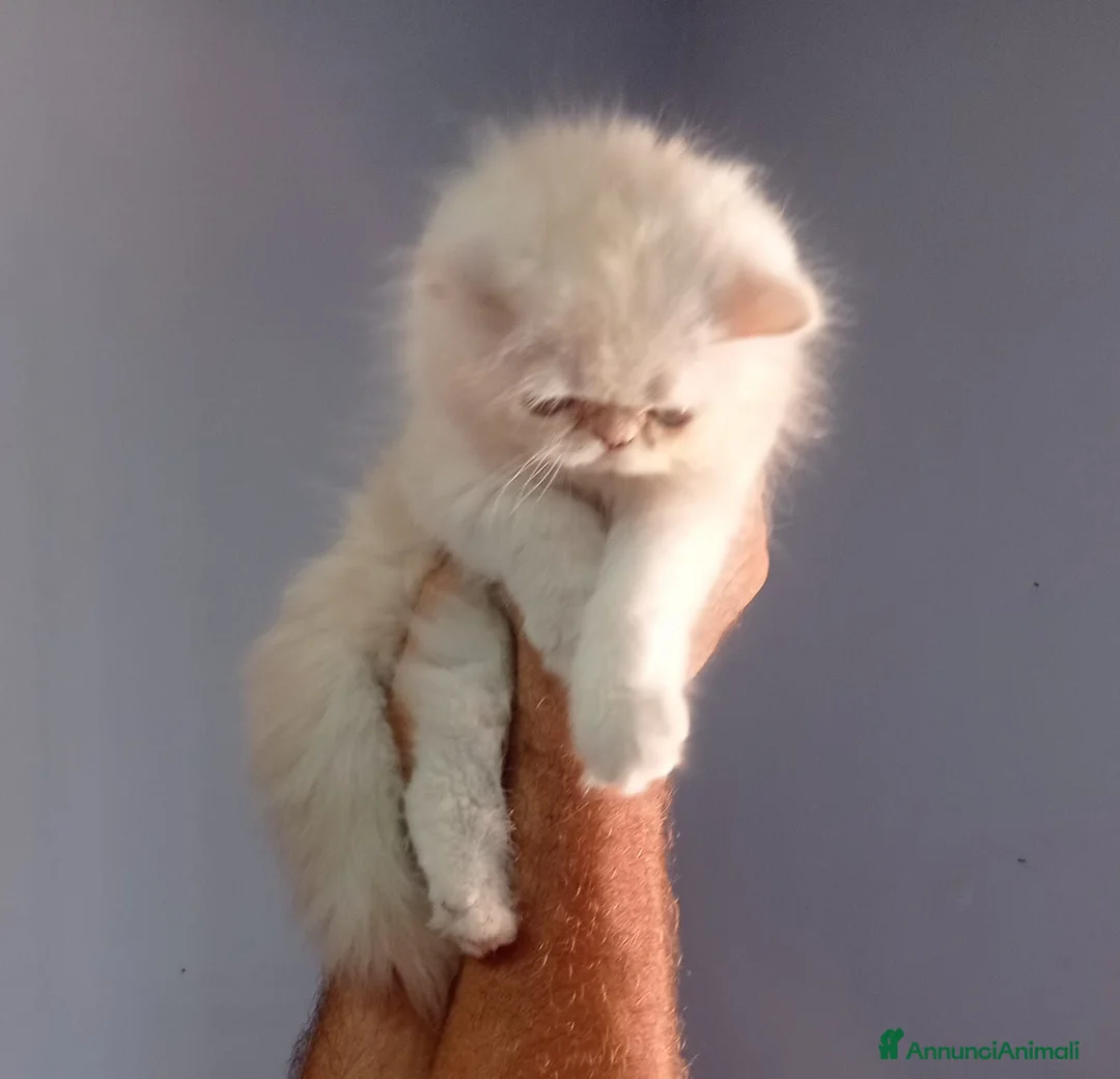 Persiano gatti in vendita: Ultimo cucciolo maschio di Persiano  - Annuncio 3