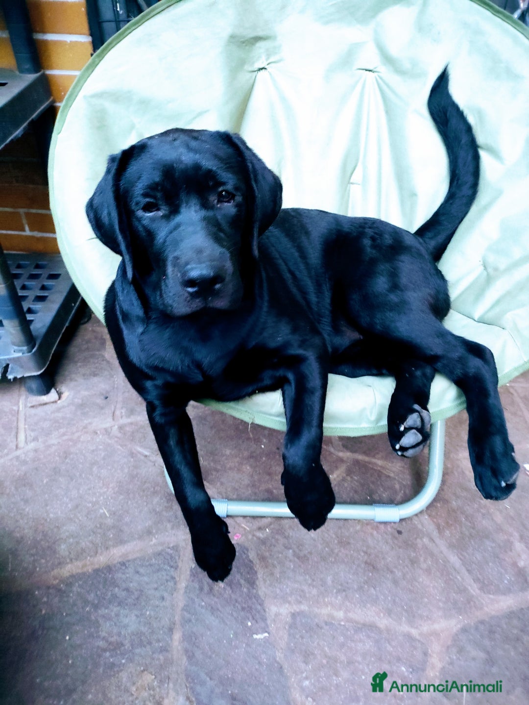 Labrador cani in vendita: Labrador  - Annuncio 6