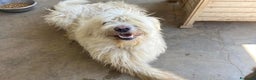 Komondor cani in regalo: ASIA, stupenda mix KOMONDOR dimenticata! - Annuncio 4