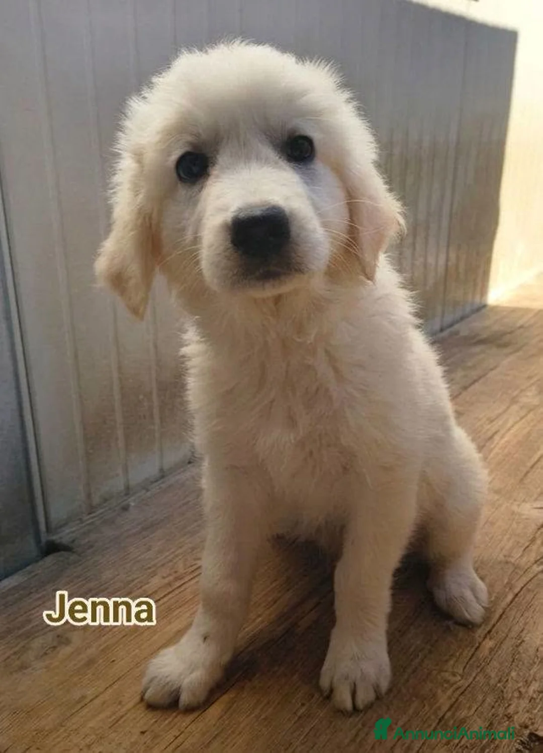 Pastore Abbruzzese Maremmano cani in regalo: GEORGIA JENNA  - Annuncio 3