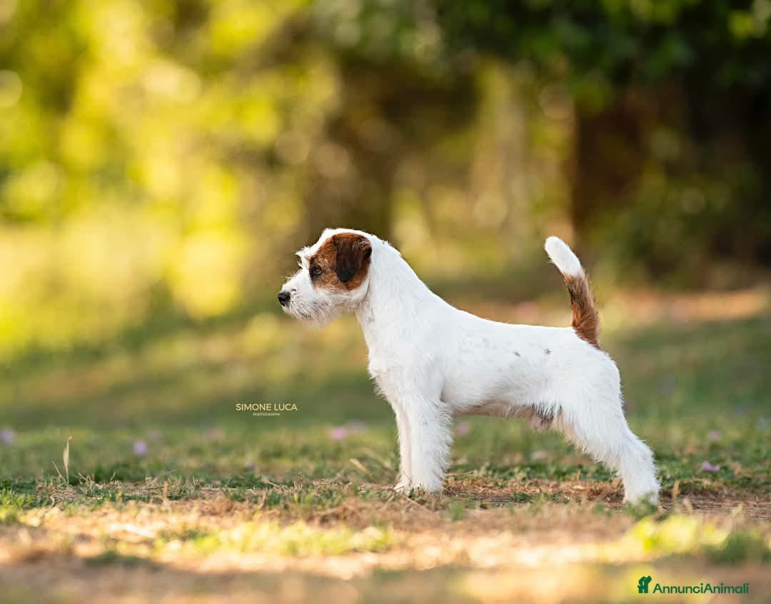 Jack Russell cani in vendita: Cuccioli Jack Russell  - Annuncio 5
