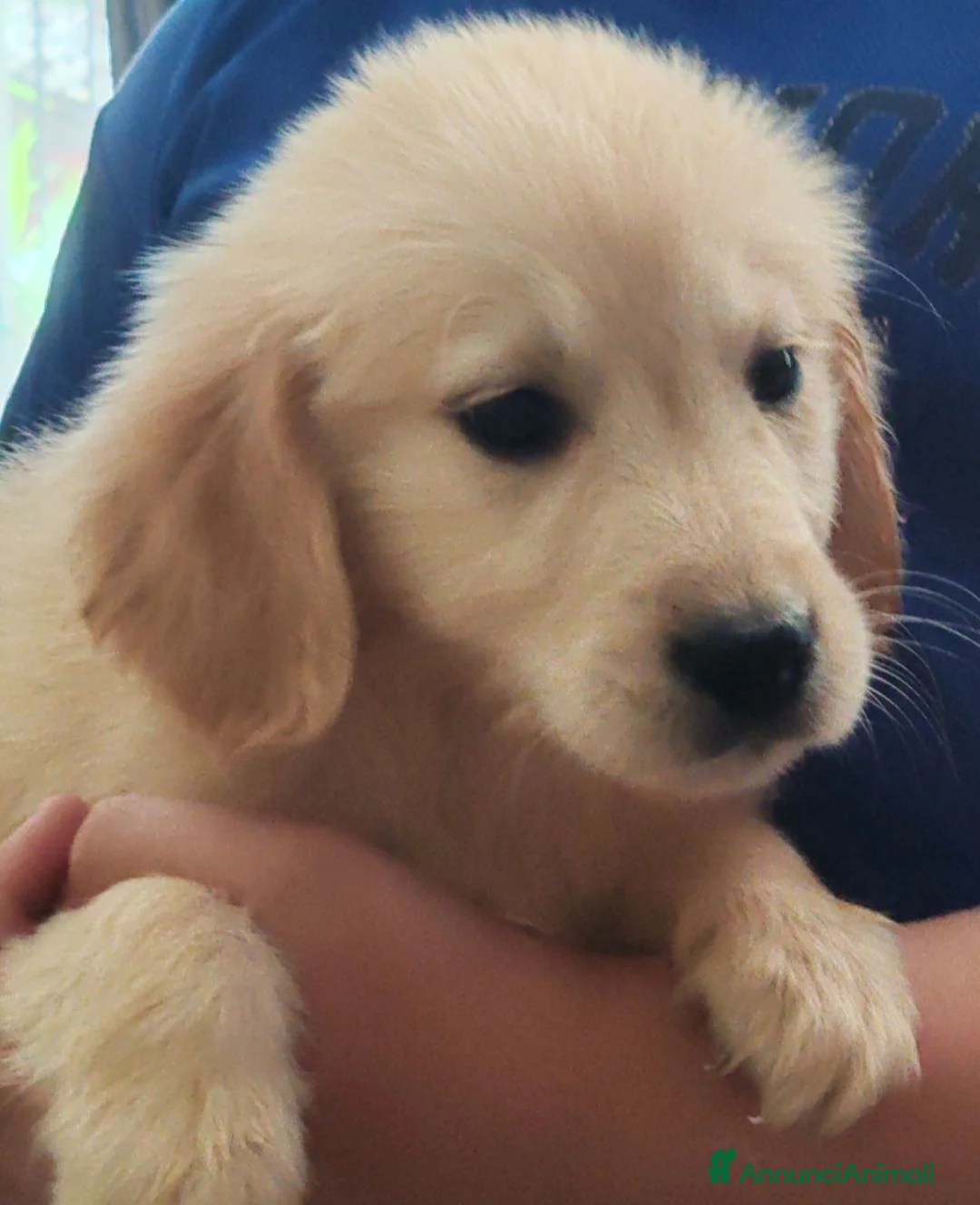 Golden Retriever cani in vendita: Cuccioli golden retriever - Annuncio 5