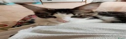 Maine Coon gatti in vendita: ULTIMO CUCCIOLO DISPONIBILE MAINE COON - Annuncio 3