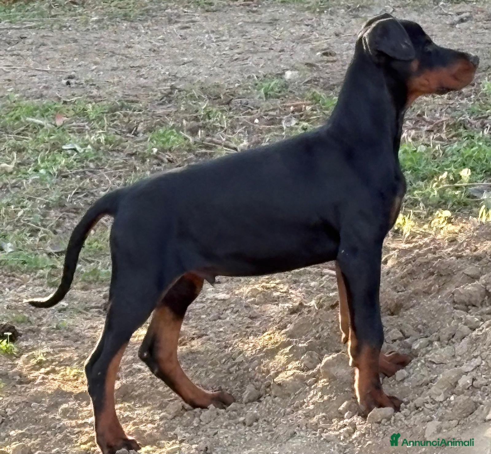 Dobermann cani cucciolo doberman in vendita messina - Annuncio 2