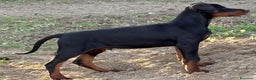 Dobermann cani in vendita: cucciolo doberman in vendita messina - Annuncio 2