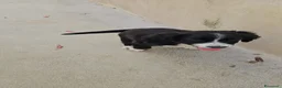Meticcio cani in regalo: Martina: cucciola taglia media contenuta  - Annuncio 6