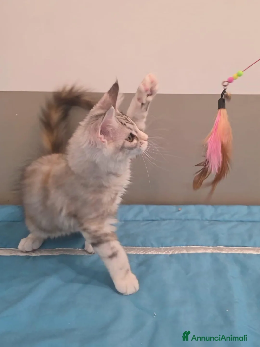 Maine Coon gatti in vendita: Cucciolata F Dolci Fusa - Annuncio 2