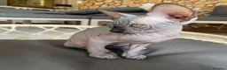 Sphynx gatti in vendita: Cuccioli Sphynks  - Annuncio 33