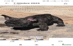 Bulldog Francese cani in vendita: Bulldog francese maschio - Immagine 9