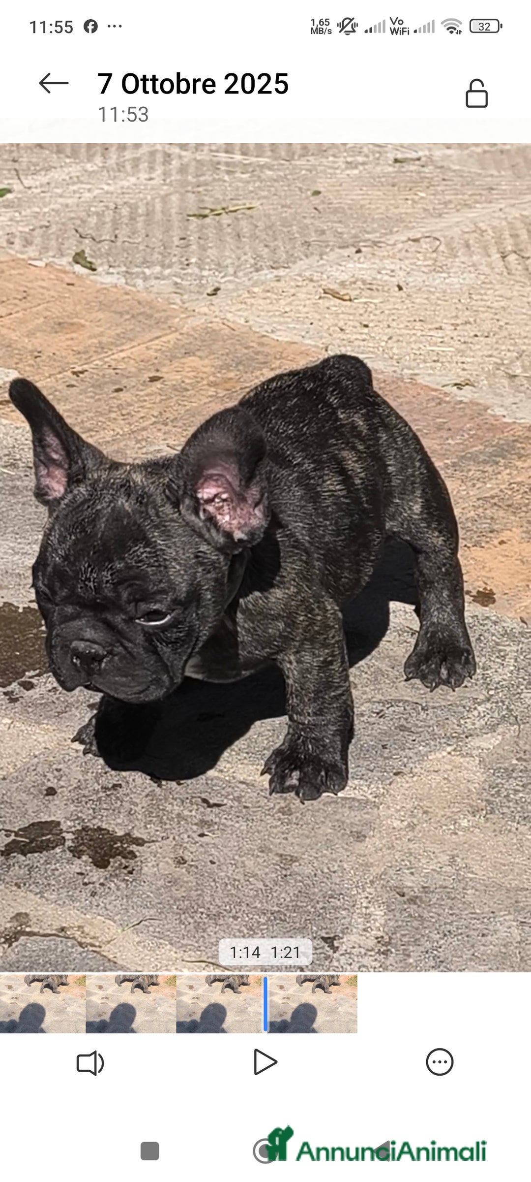 Bulldog Francese cani in vendita: Bulldog francese maschio - Immagine 9