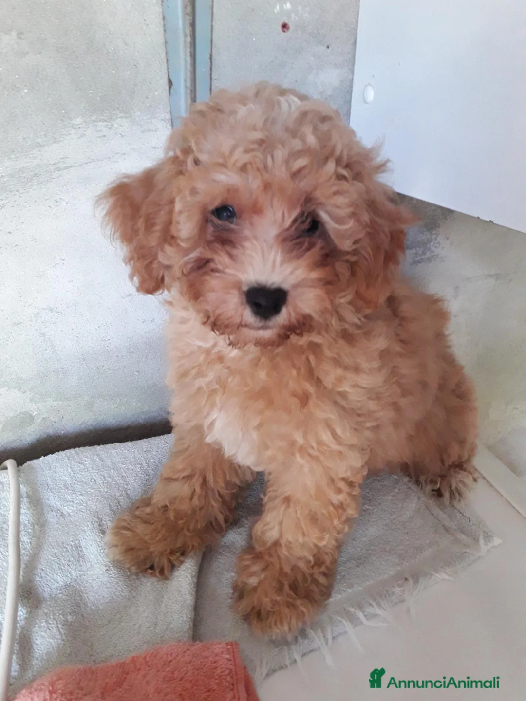 Maltipoo cani in vendita: Maltipo maschio  - Annuncio 2