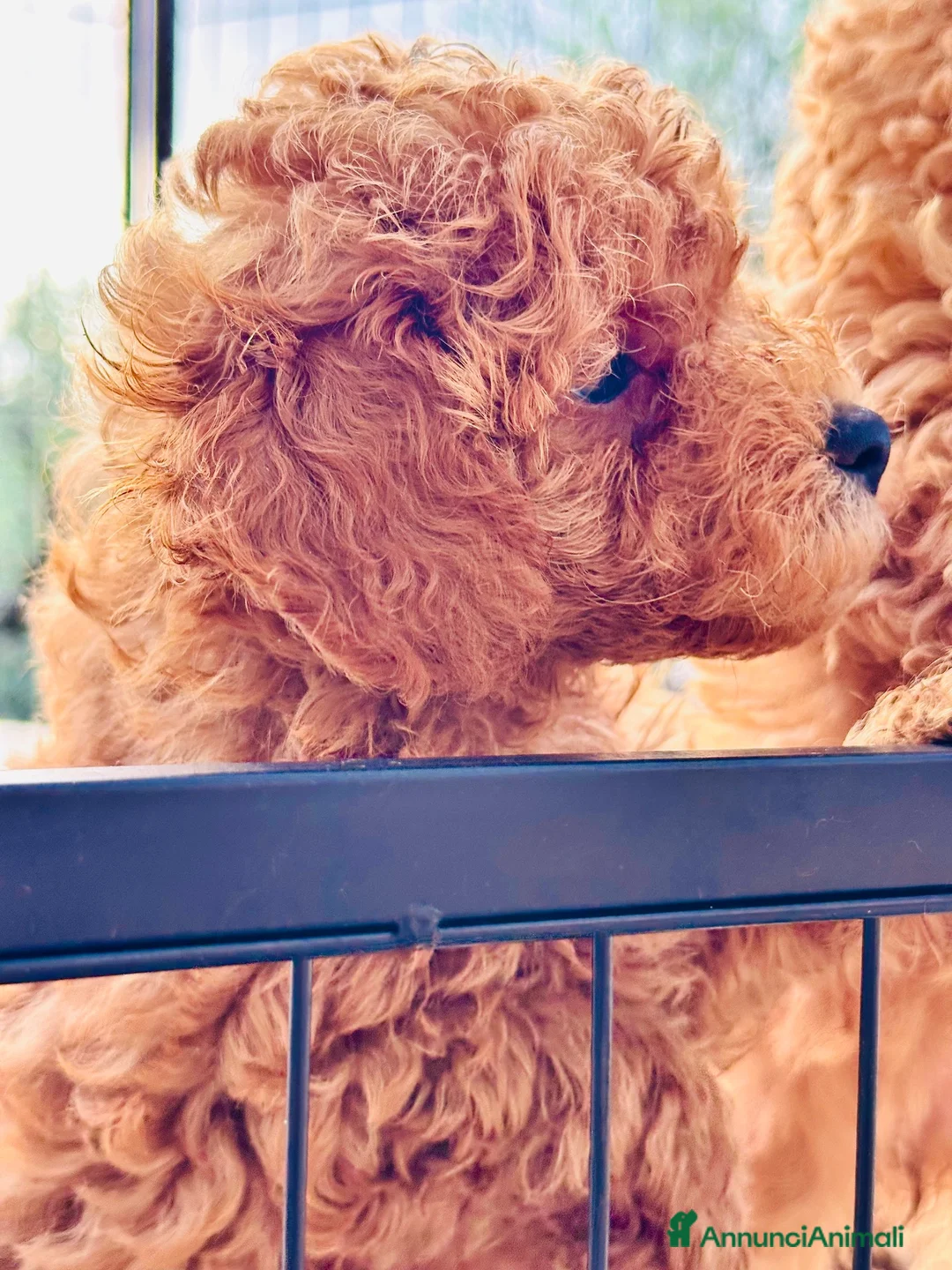 Barboncino Toy cani in vendita: Barboncini Toy Red  - Annuncio 2