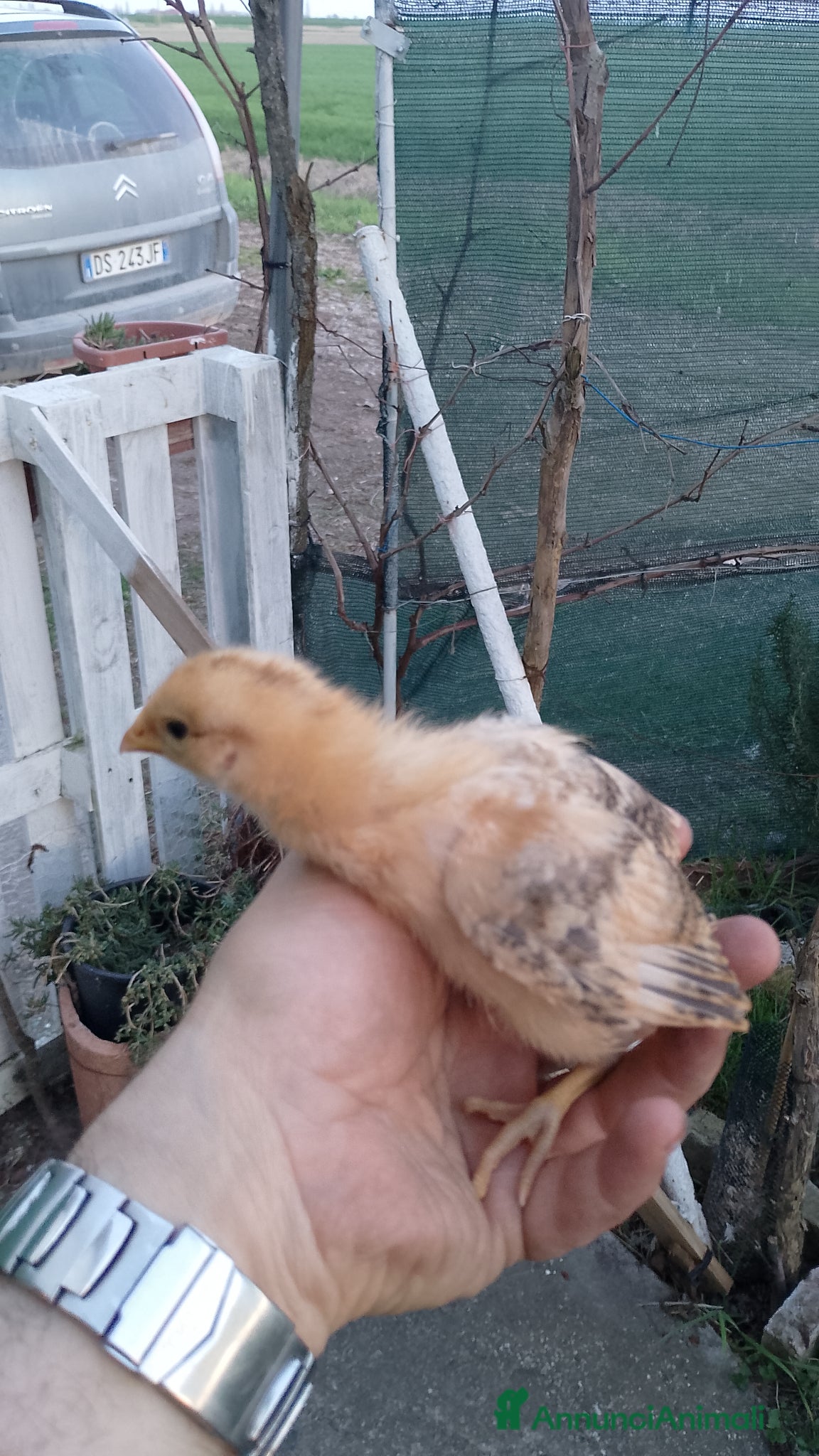 Meticcio gatti Pulcini di Gallina  - Annuncio 22