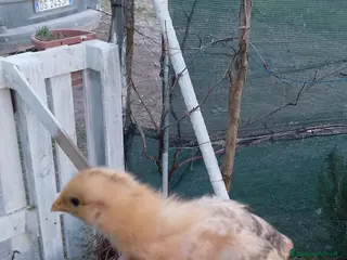 Meticcio gatti Pulcini di Gallina - Annuncio 22