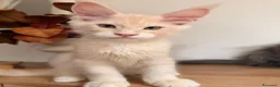 Maine Coon gatti in vendita: Allevamento Maine Coon Misty Woods - Annuncio 32