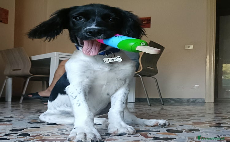 Breton cani - Annuncio 1