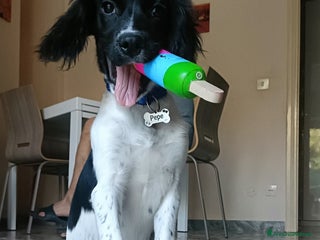 Breton cani Cucciolo incrocio Breton Springer - Annuncio 2