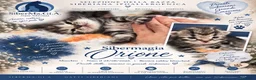 Siberiano gatti in vendita: SIBERIANI GATTINI IPOALLERGENICI - Annuncio 5