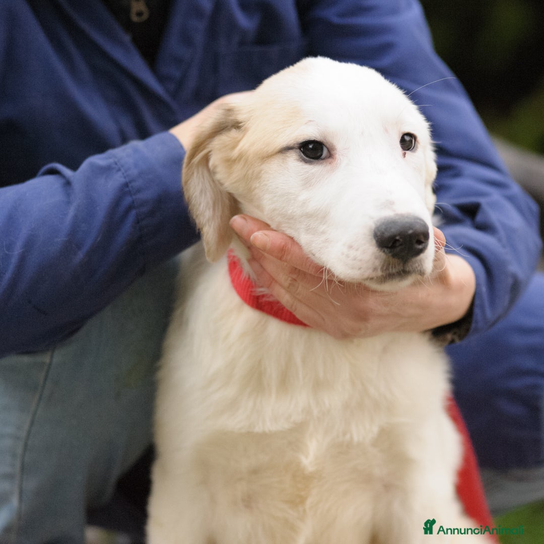 Meticcio cani RUBEN E JASMINE - Annuncio 28