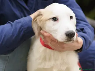 Meticcio cani RUBEN E JASMINE - Annuncio 28