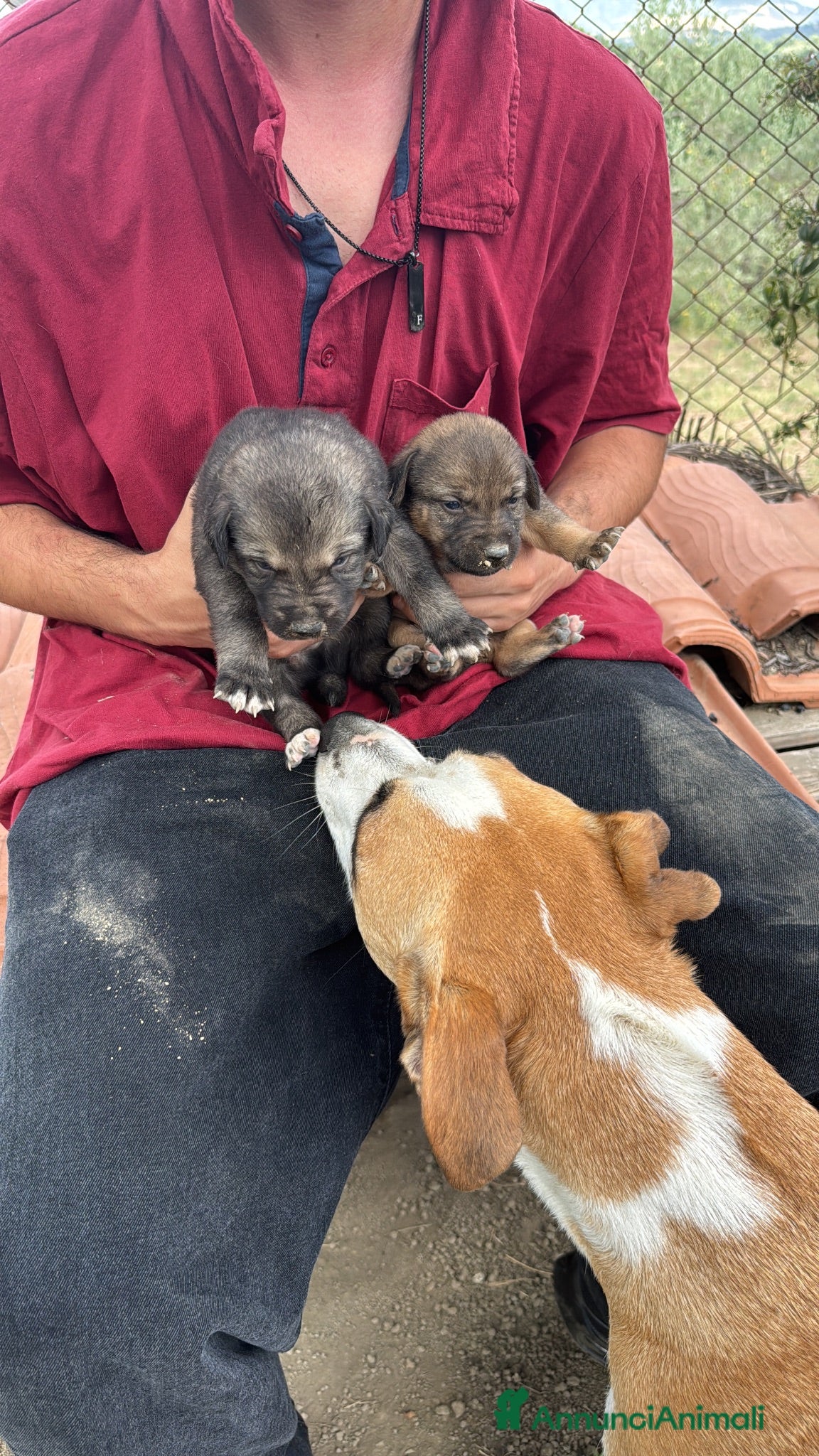 Meticcio cani Cuccioli meticci  - Annuncio 1