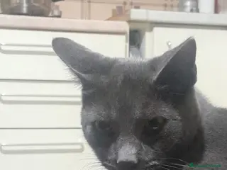 Meticcio gatti Mayo - Annuncio 16