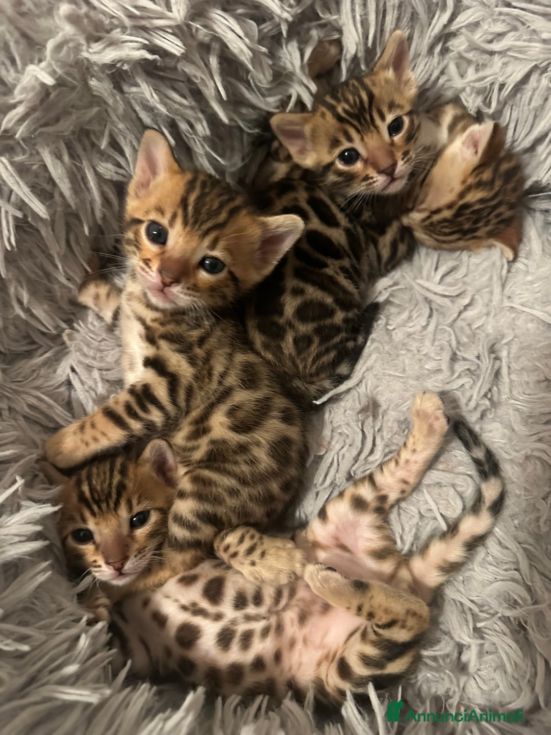 Bengala gatti in vendita: Bengala cuccioli - Annuncio 3