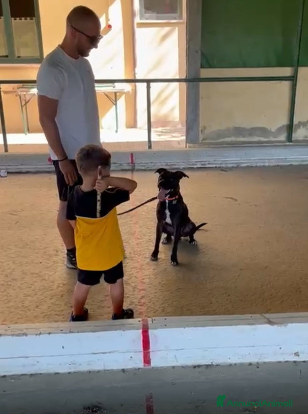 Pitbull cani in regalo: Chester Pitbull 2 anni maschio - Annuncio 12