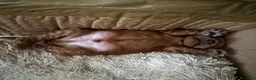 Barboncino cani in vendita: Barboncino con pedigree ENCI - Annuncio 6