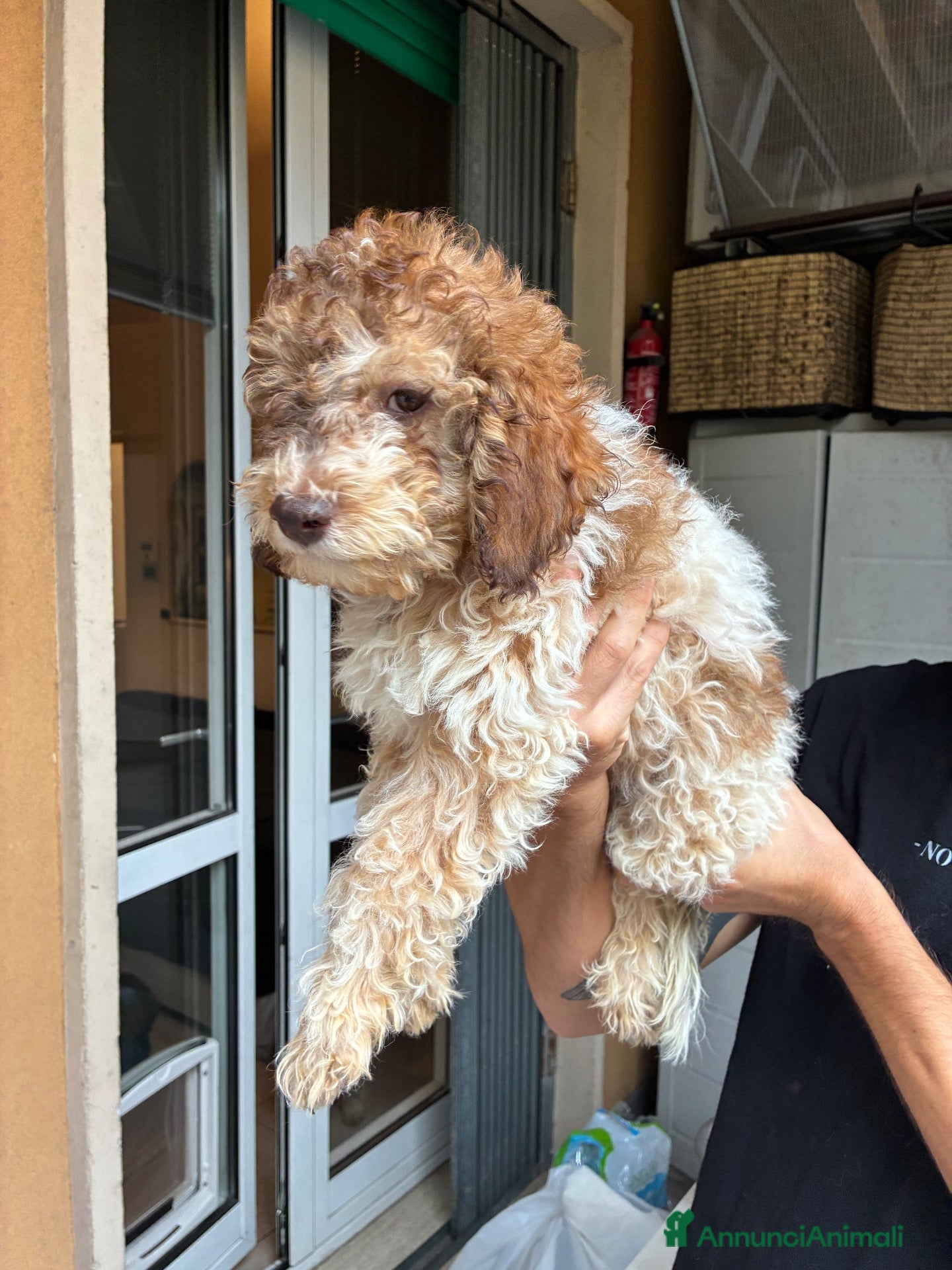 Lagotto cani Vendita di cuccioli di Lagotto - Annuncio 2