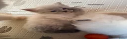 Siberiano gatti in vendita: Disponili cuccioli siberiani! Occhi azzurri! - Annuncio 9