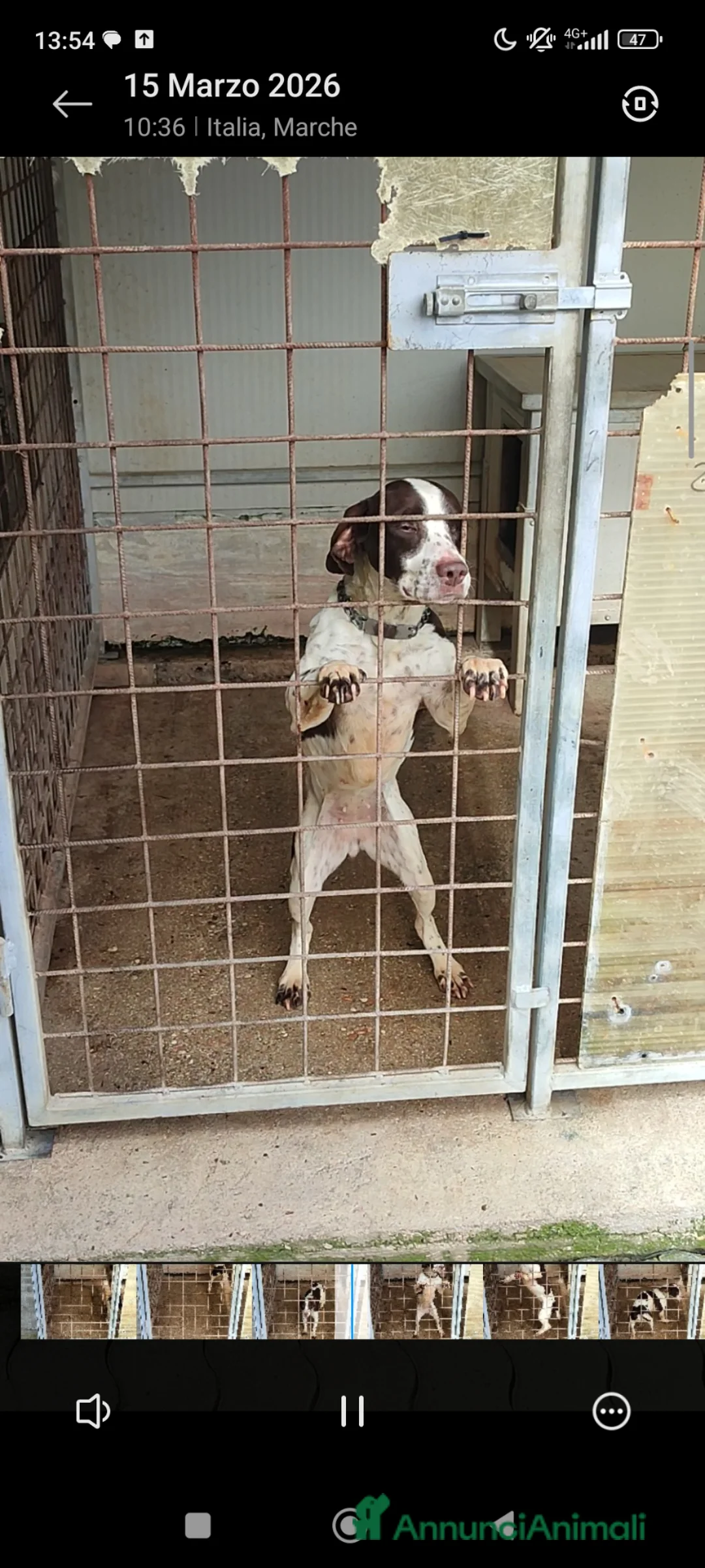 Bracco cani in regalo: Cedo a malincuore cagnolina bracco/springer a Provincia di Pesaro e Urbino - Annuncio 2