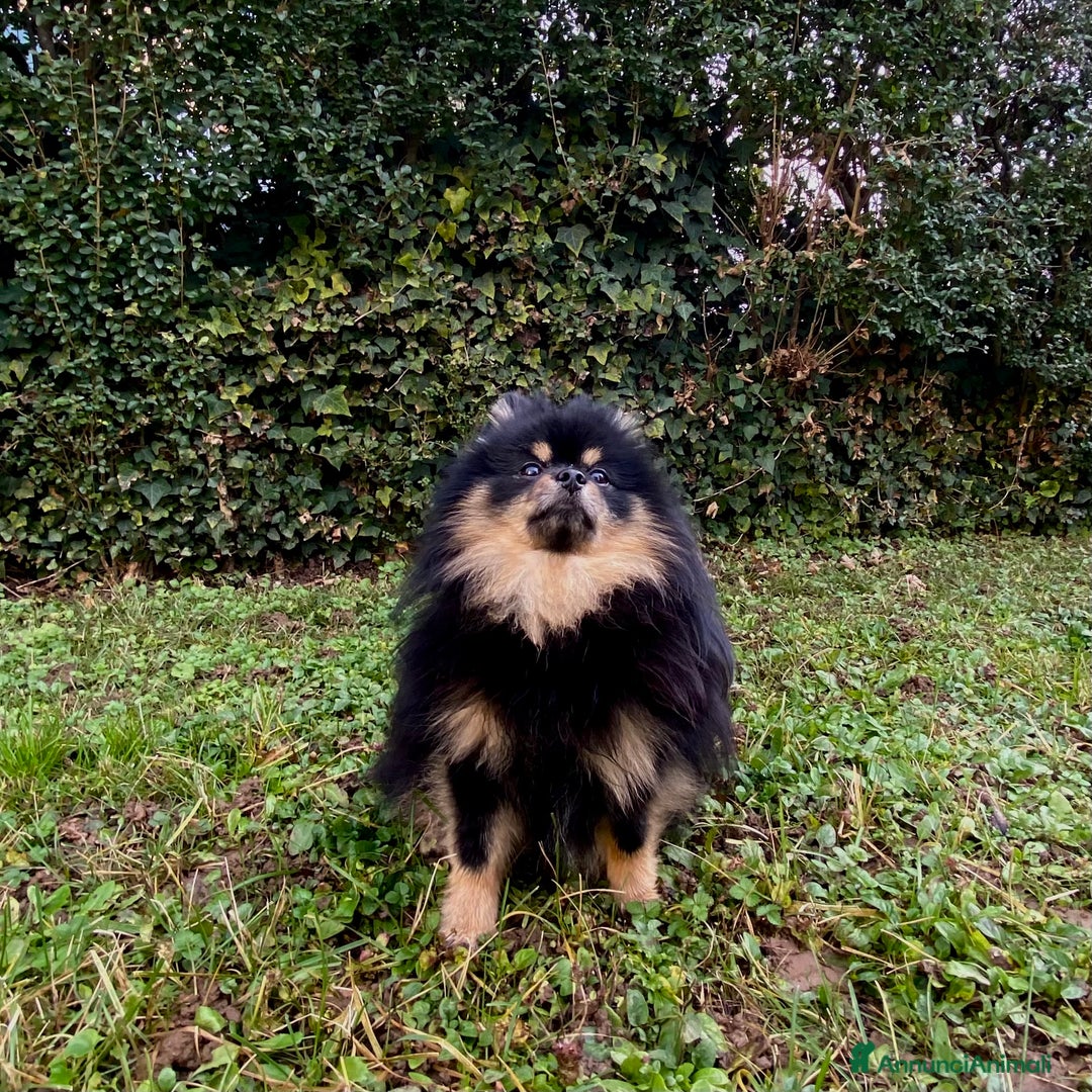 Spitz cani per accoppiamento:  SPITZ DI POMERANIA MASCHIO PER MONTA  - Annuncio 6