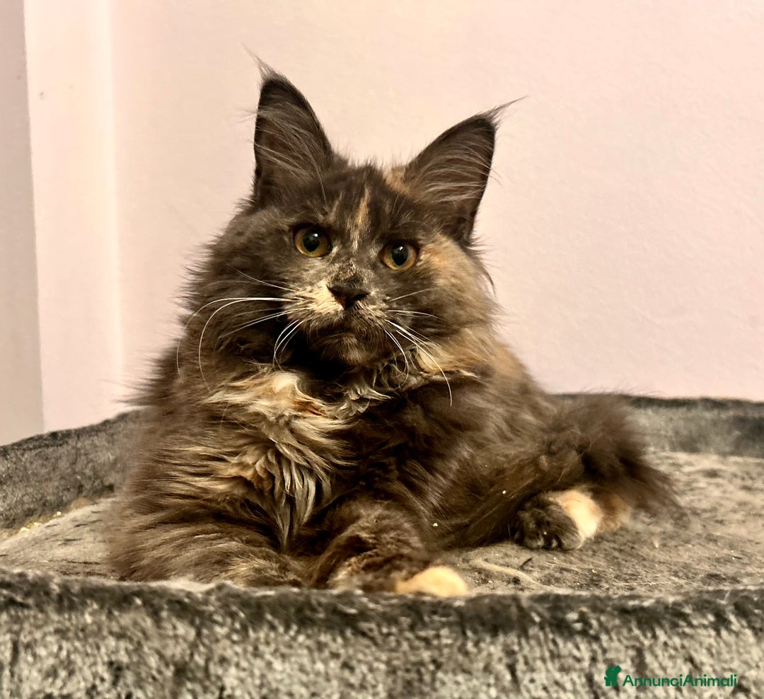 Maine Coon gatti in vendita: Cuccioli Maine Coon - Annuncio 7