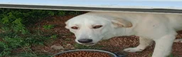 Meticcio cani in regalo: EDO CUCCIOLONE - Annuncio 6