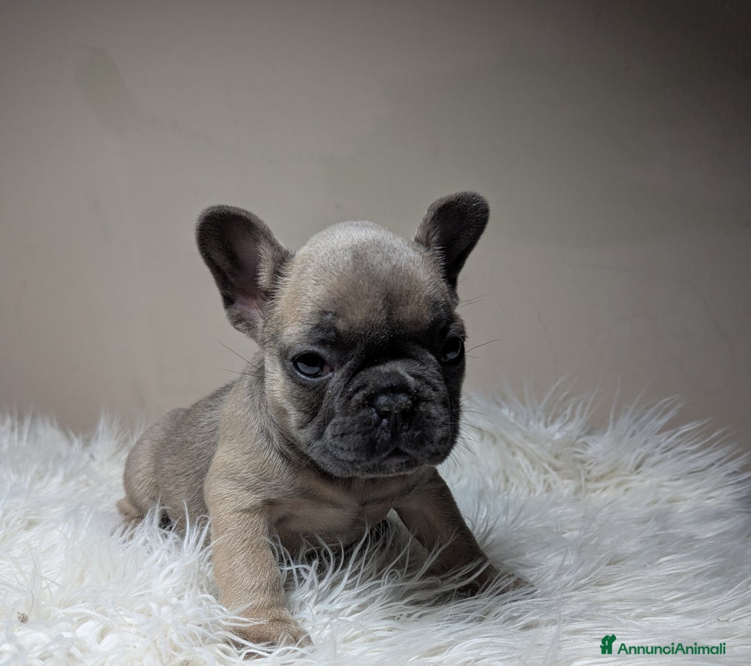 Bulldog Francese cani in vendita: Bulldog francese blu e blu fawn - Annuncio 2