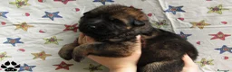 Pastore Tedesco cani in vendita: Cuccioli di pastore tedesco grigio focato - Annuncio 1