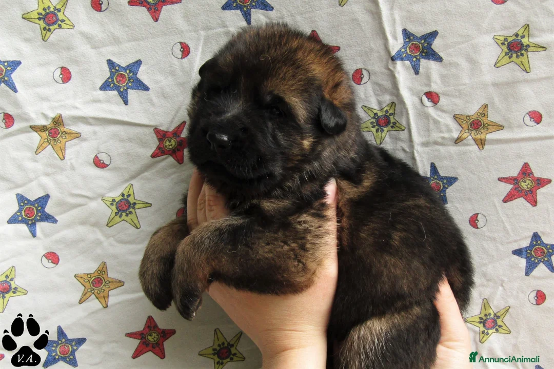 Pastore Tedesco cani in vendita: Cuccioli di pastore tedesco grigio focato - Annuncio 1