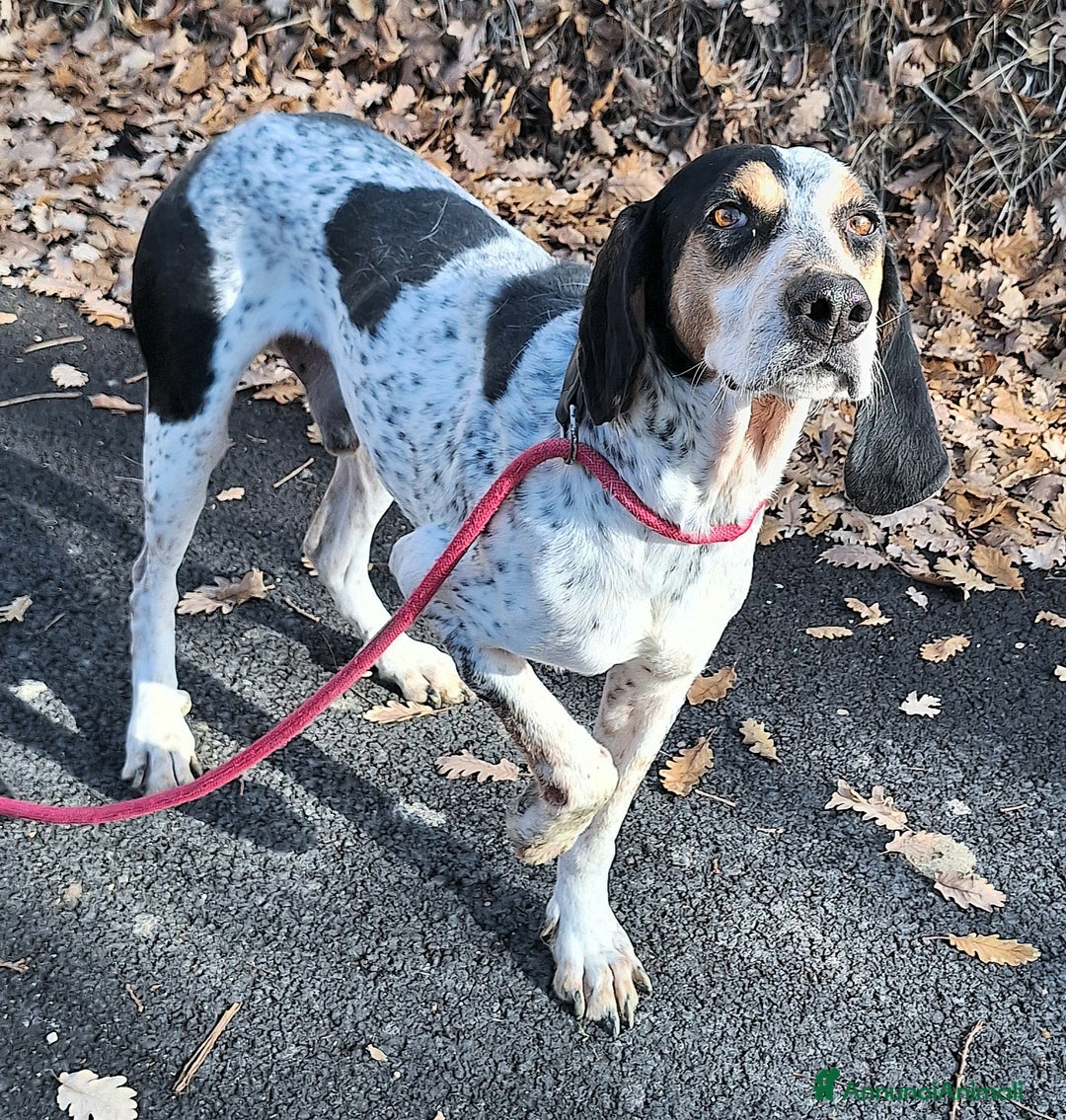 Segugio cani in regalo: Gustavo 4 anni tripode - Annuncio 1