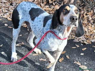 Segugio cani Gustavo 4 anni tripode - Annuncio 1