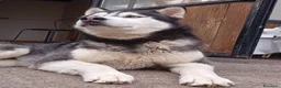 Husky cani in vendita: Siberian Husky  - Annuncio 3